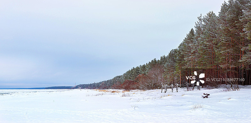 冬季白雪覆盖的松树林，位于纳尔瓦湾图片素材