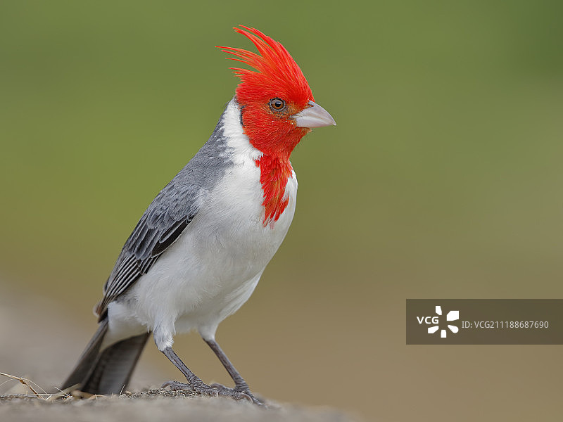 红冠红雀图片素材