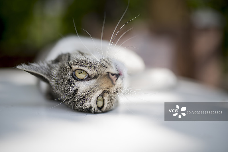 不情愿的表情图片素材