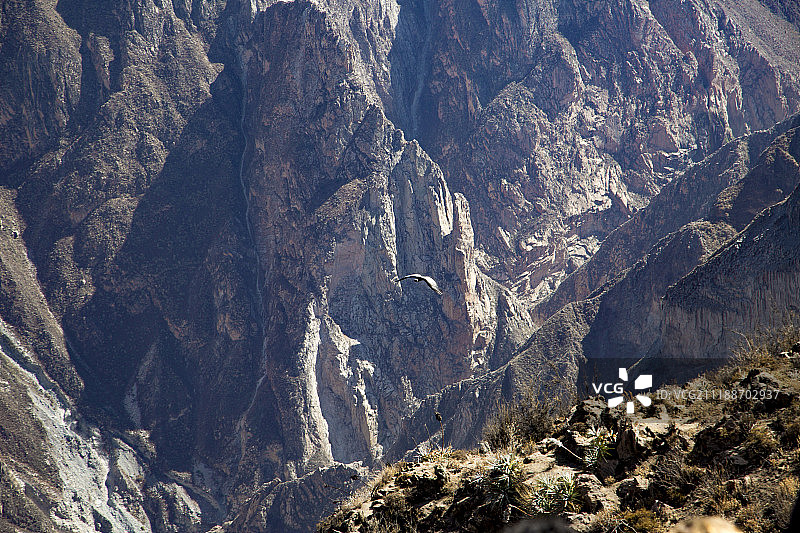 飞越秘鲁科尔卡大峡谷的秃鹰图片素材