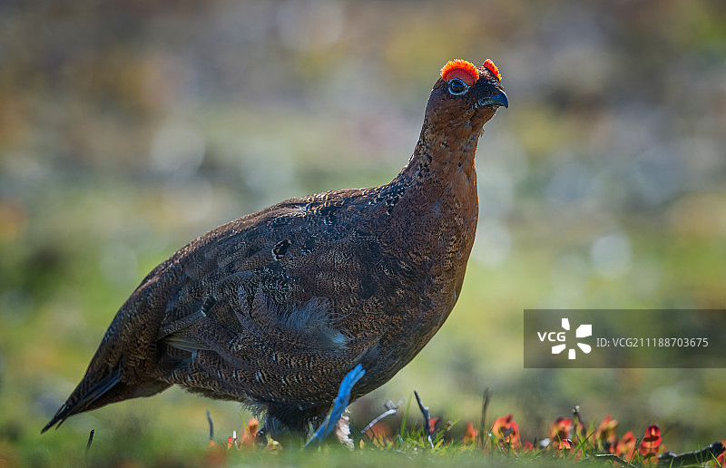 红松鸡图片素材