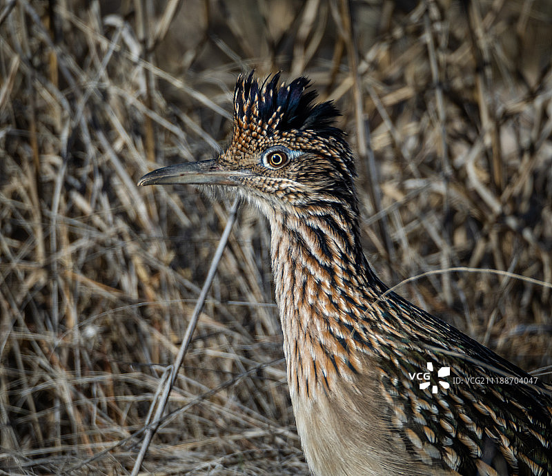 寻觅中的走鹃图片素材