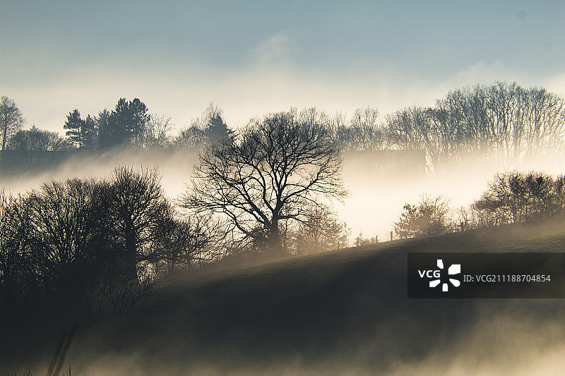 雾树图片素材