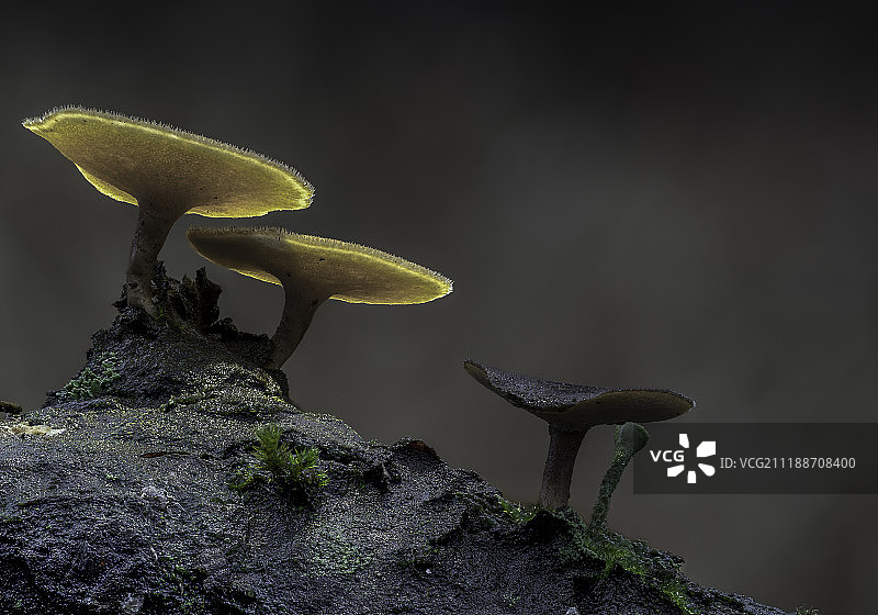 冬季木蹄层孔菌图片素材