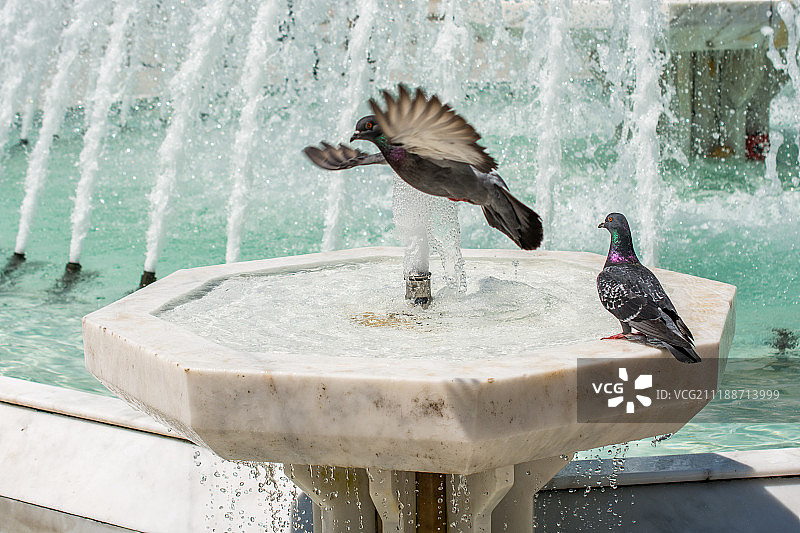 喷泉旁的城市鸽子图片素材