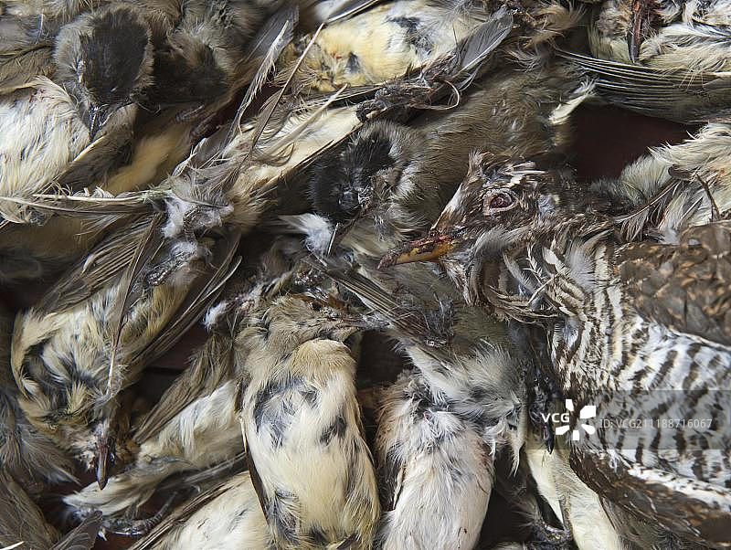 被查获的死鸟，包括杜鹃、黑顶莺等，因非法诱捕而被困，这些鸟类将被制作成塞浦路斯地区的安贝洛普利亚美食图片素材