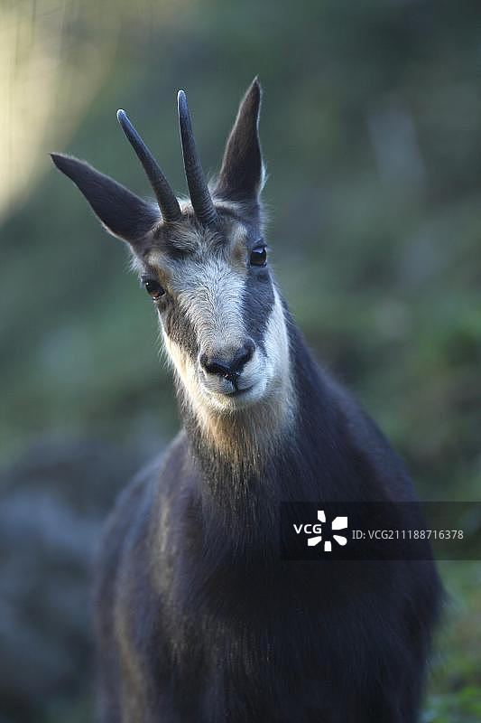 在德国巴伐利亚阿尔卑斯山拍摄的雌性欧洲盘羊肖像图片素材