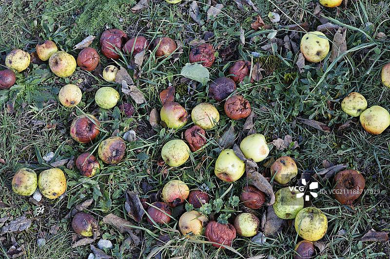 法国科雷兹省的腐烂苹果图片素材