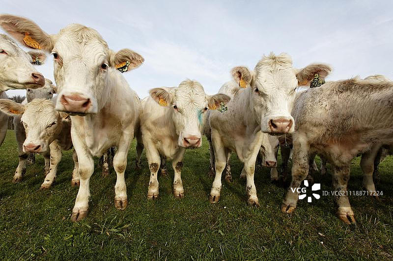 法国阿列省的夏洛莱牛幼崽图片素材