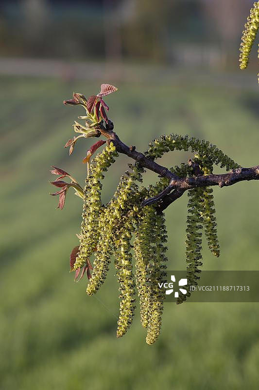 胡桃树的雄花图片素材