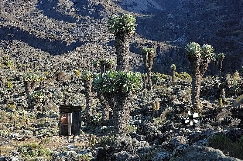 乞力马扎罗山的巨型千里光图片素材