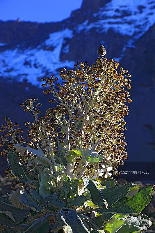 乞力马扎罗山的千里光，坦桑尼亚，非洲图片素材