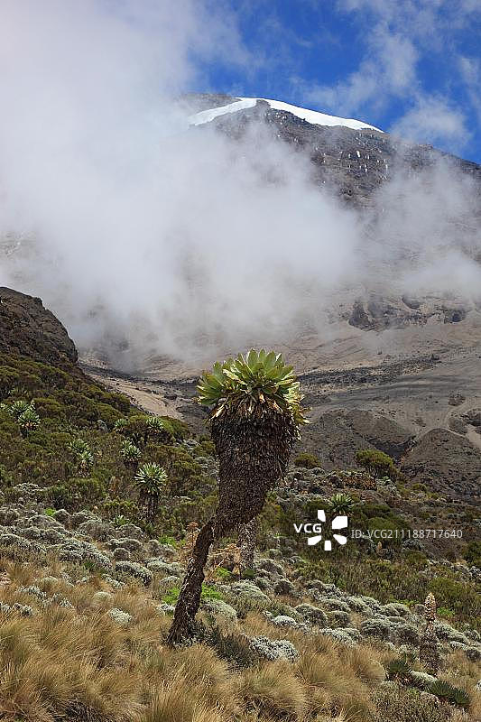 乞力马扎罗山的巨型千里光图片素材