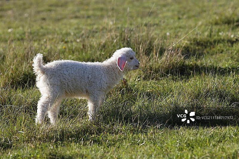 安哥拉山羊，幼崽，德龙省，法国，欧洲图片素材