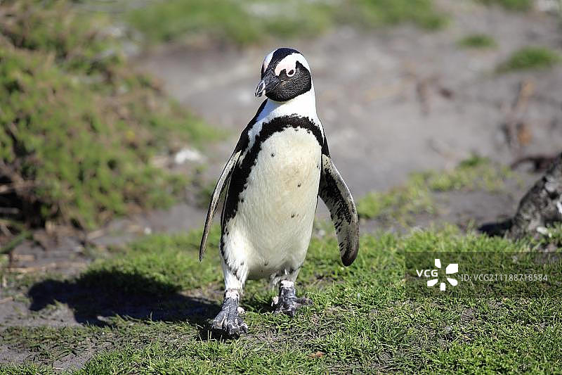 非洲企鹅在南非西开普省贝蒂湾海滩上行走图片素材