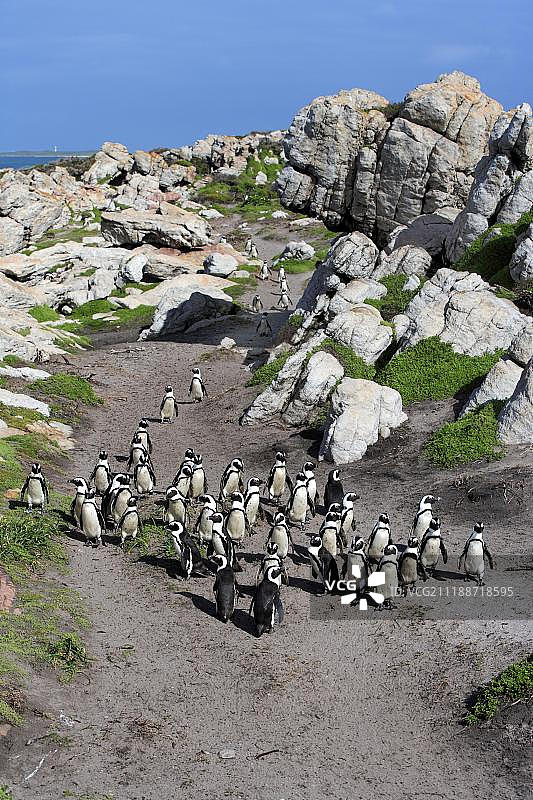 南非西开普省贝蒂湾海滩上的企鹅群图片素材
