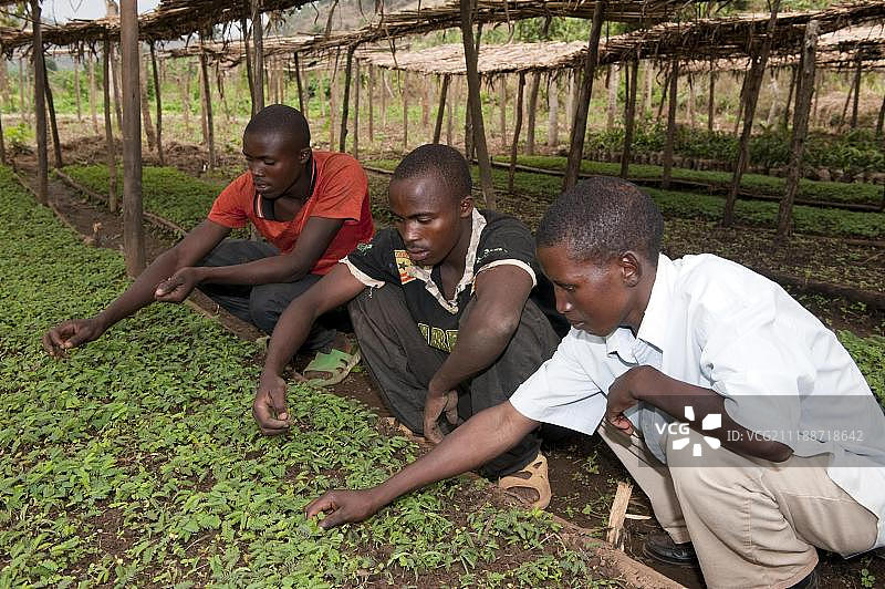 非洲卢旺达农民在阴凉处照料饲料作物幼苗图片素材