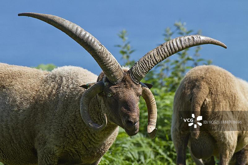 泽西岛北部海岸的曼岛洛赫坦公羊（绵羊品种），海峡群岛，泽西岛图片素材