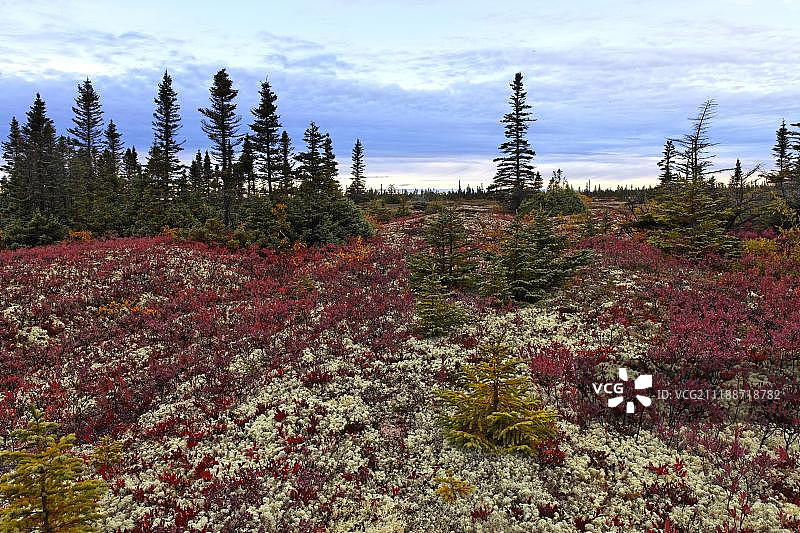 圣劳伦斯河沿岸的北方森林，黑云杉和北方高丛蓝莓，加拿大魁北克省图片素材