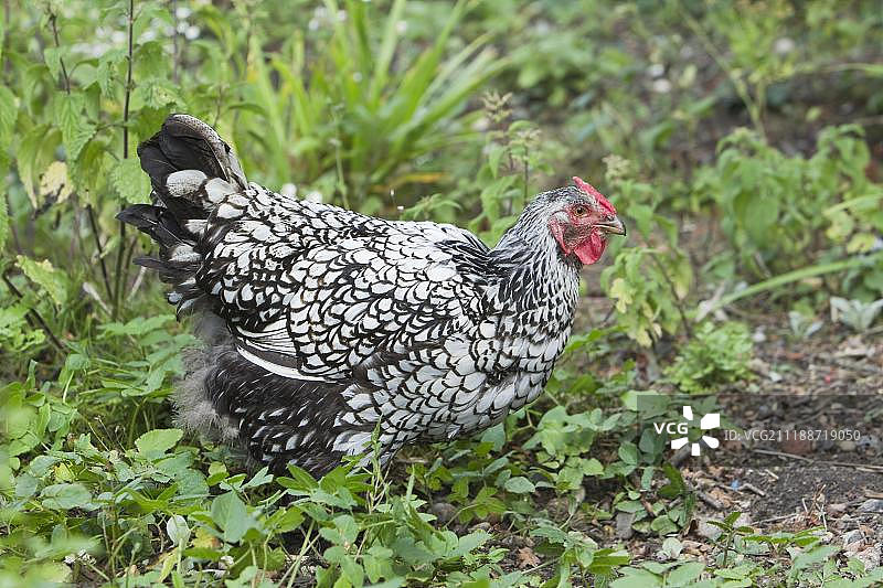 银边Wyandotte家鸡，自由放养母鸡，产于英国埃塞克斯郡图片素材