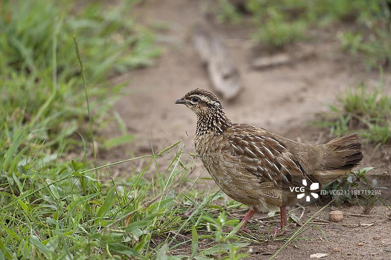 凤头鹧鸪，成年，行走中，姆布罗湖国家公园，乌干达，非洲图片素材
