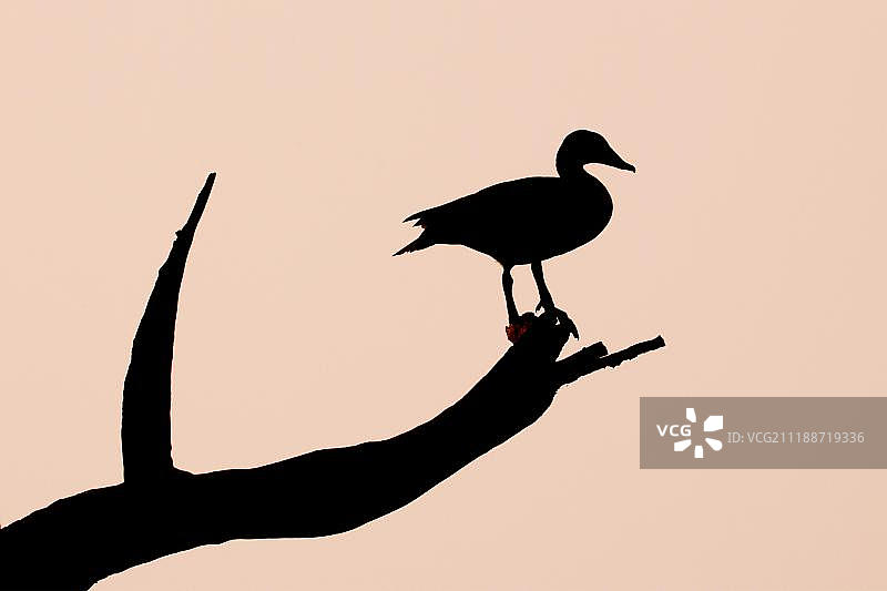 夕阳下栖息在枯树上的瘤鸭(Sarkidiornis melanotos),成年雌性,剪影,凯奥拉德奥国家公园或凯奥拉德奥加纳国家公园,拉贾斯坦邦,印度,亚洲图片素材