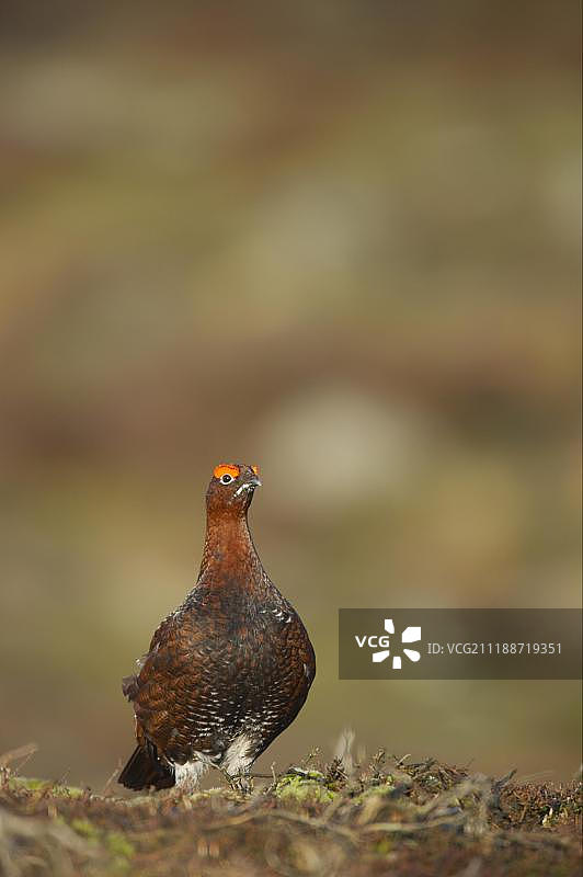红松鸡（苏格兰松鸡亚种），成年雄性，站立于荒原上，英国约克郡谷地国家公园图片素材