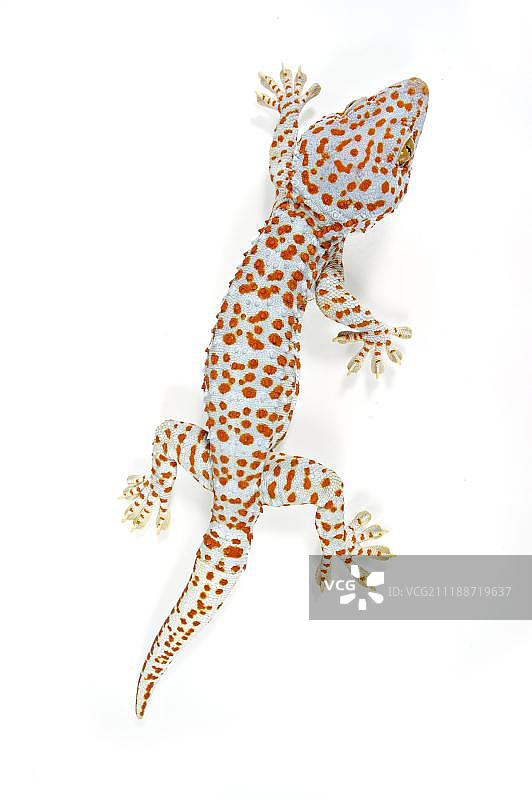 成年蛤蚧图片素材