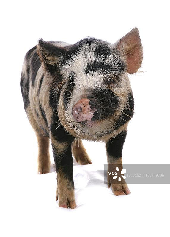 站立的小家猪图片素材