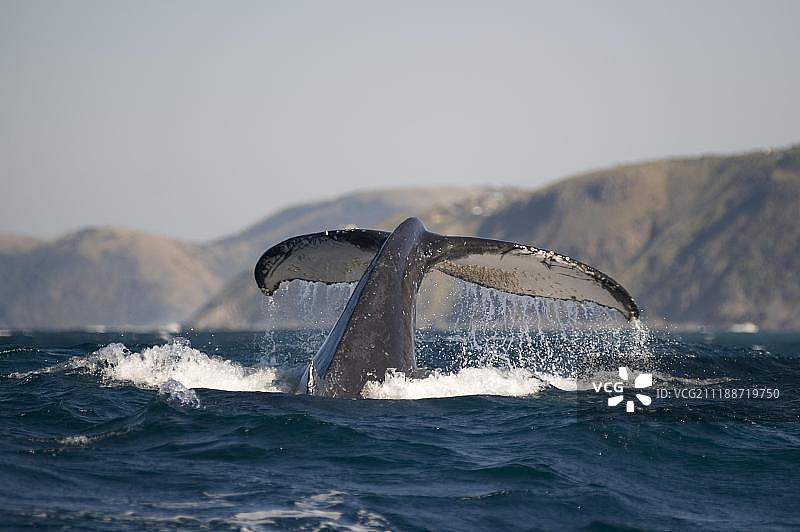 座头鲸（Megaptera novaeangliae），成年，尾叶有藤壶，在南非东开普省圣约翰港附近海面图片素材