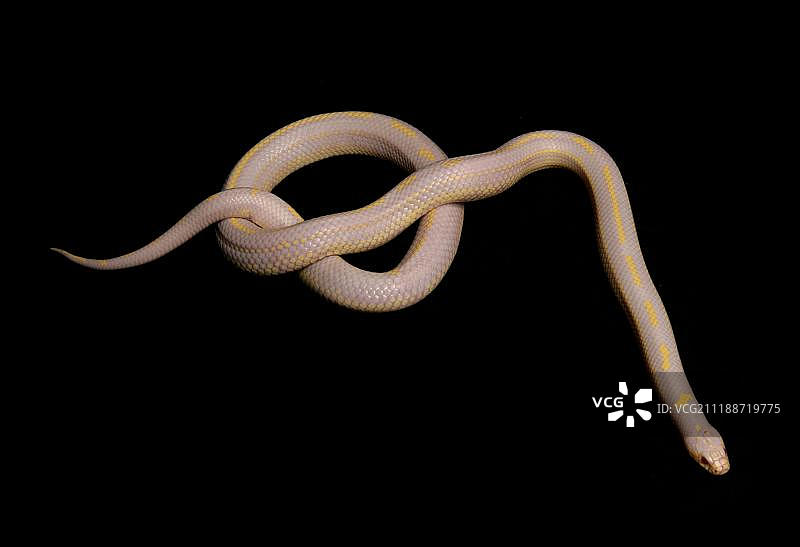 白化成年普通王蛇图片素材