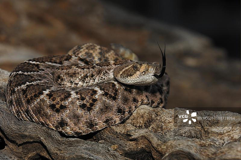 西部菱斑响尾蛇，成年个体盘绕吐舌（美国亚利桑那州）图片素材