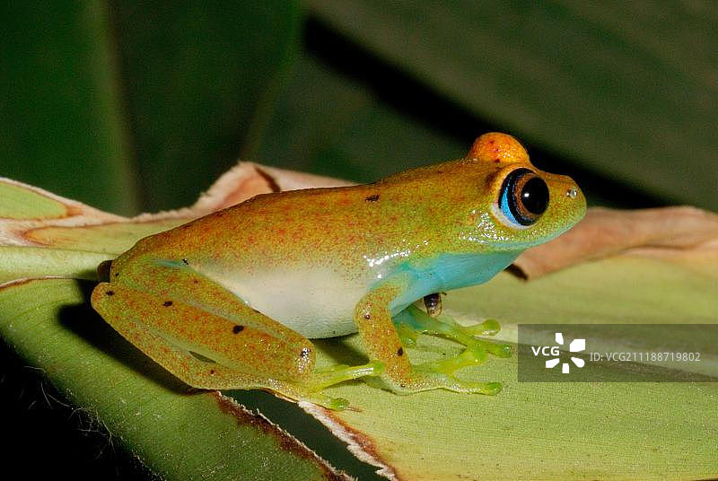 绿宝石蛙：坐于非洲马达加斯加曼塔迪亚国家公园雨林树叶上图片素材