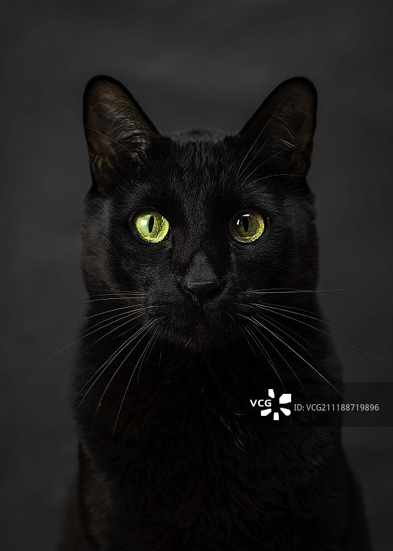 黑色背景上的小天狼星布莱克图片素材