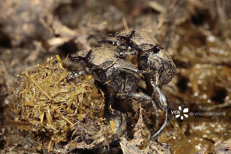 一对成年推粪金龟在法国阿里埃日比利牛斯山附近制作牛粪球图片素材