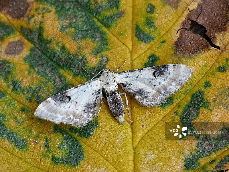青柠斑点犬蛾（Eupithecia centaureata），成虫栖息在腐烂的叶子上，英国莱斯特郡图片素材