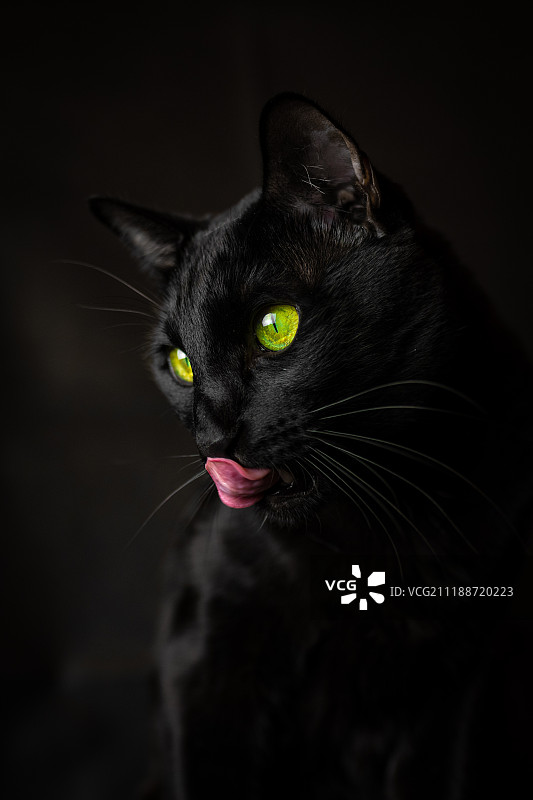 黑色背景上的小天狼星布莱克图片素材