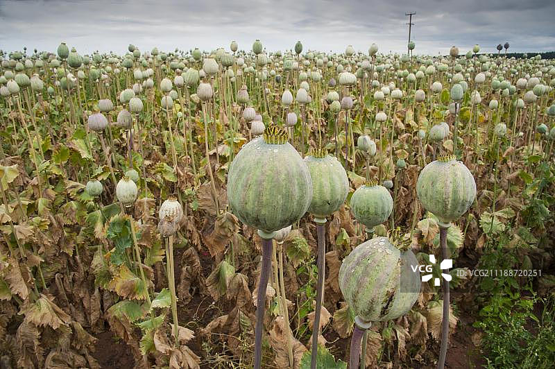 罂粟（Papaver somniferum），作物，在田间生长的蒴果，商业种植用于医药，什罗普郡谢里夫黑尔斯，英格兰，英国，欧洲图片素材
