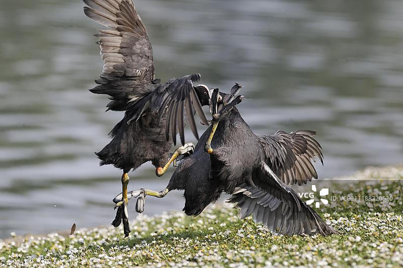 两只成年普通骨顶鸡在米德兰兹岸边争斗图片素材