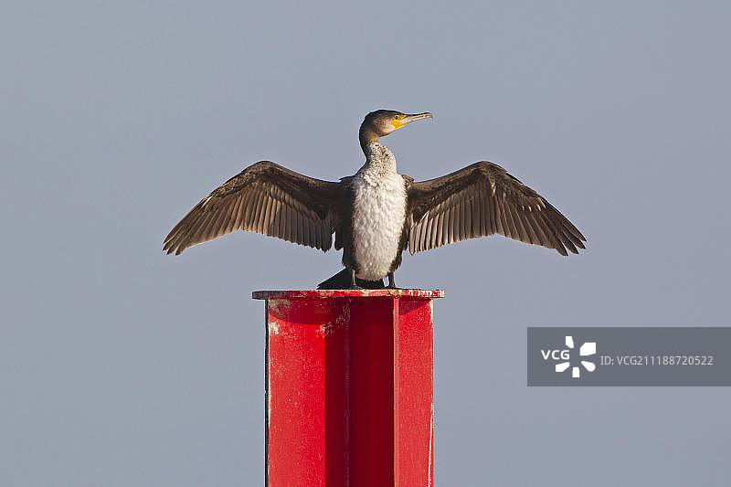 英国诺福克郡霍西的普通鸬鹚幼鸟图片素材