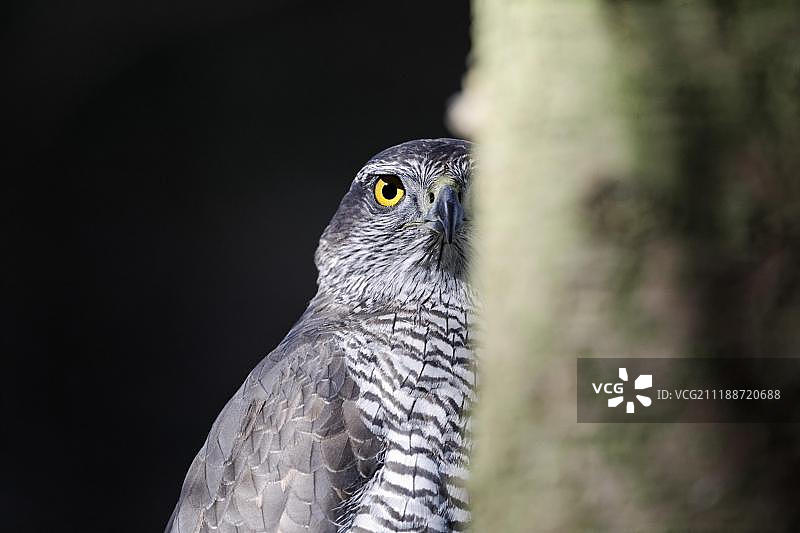 北方苍鹰（Accipiter gentilis），成年雌性，头部在树干后面，圈养图片素材