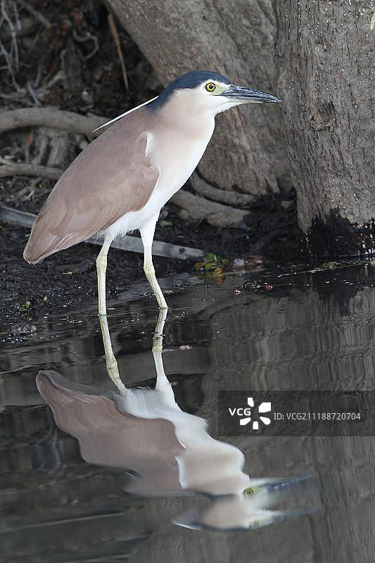 澳洲红夜鹭（成鸟）图片素材