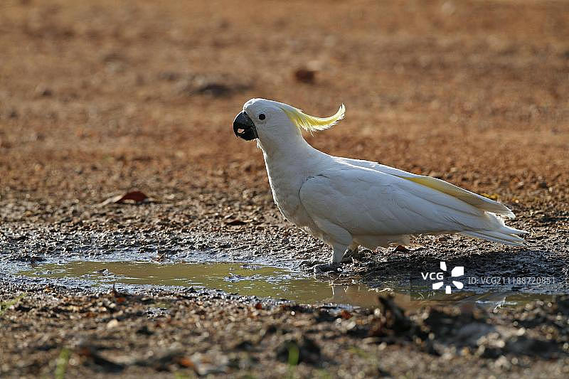 葵花凤头鹦鹉，成鸟在路边水坑饮水，澳大利亚北部地区图片素材