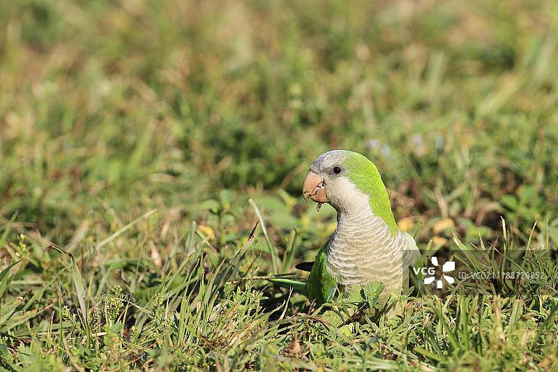 和尚鹦鹉，引入物种，成鸟，以种子为食，在地面觅食，美国佛罗里达州图片素材