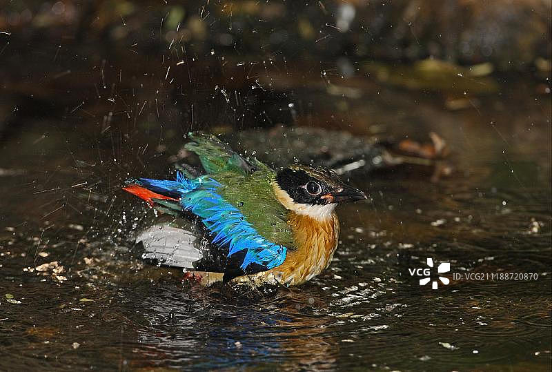 蓝翅八色鸫（Pitta moluccensis），幼鸟，冬季羽毛，在泰国岗卡章国家公园的森林水池中沐浴图片素材