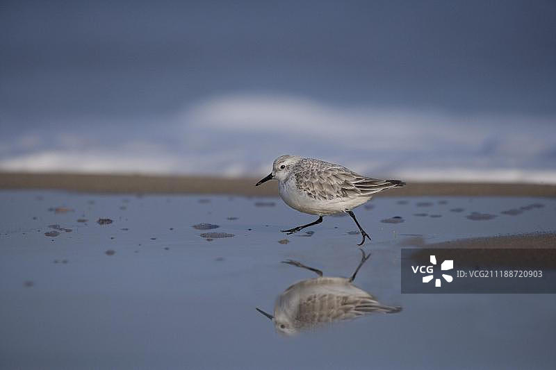 三趾滨鹬，成鸟，冬季羽毛，沿着海滩奔跑，在潮汐池中倒影，英国萨福克郡科夫海斯图片素材