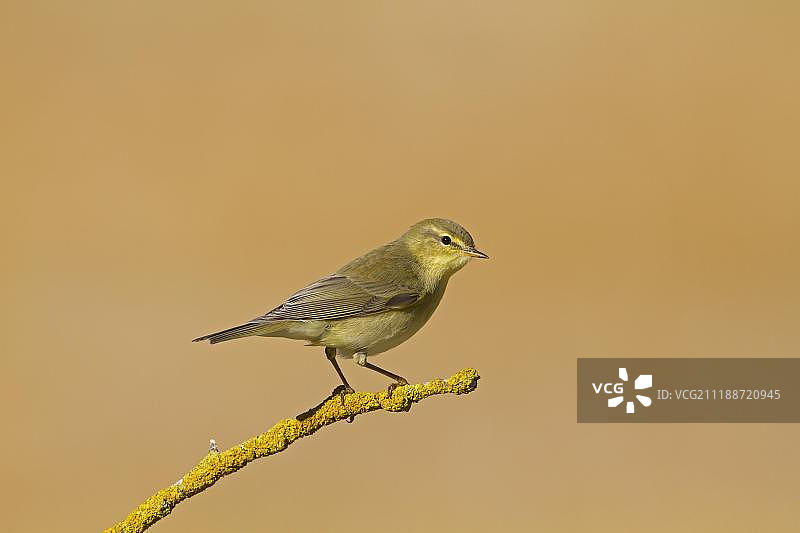 柳莺，成鸟，栖息在覆盖着地衣的树枝上，西班牙北部，欧洲图片素材
