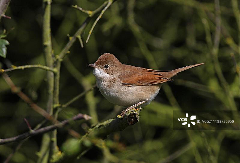 栖息在树枝上的普通白喉林莺（幼鸟）图片素材