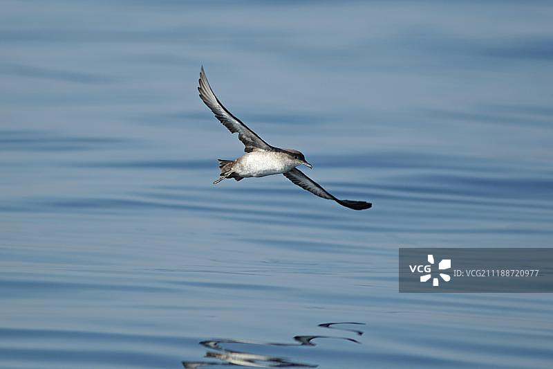 飞行中的 Balearic 鹱（成年）图片素材