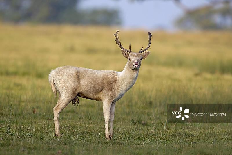 黇鹿，浅色型，雄鹿在发情期，英国萨福克郡赫明汉姆庄园鹿园图片素材